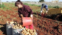 Ένα μεγάλο μέρος των Βουλγάρων στην Κύπρο εργάζονται στον τομέα της γεωργίας