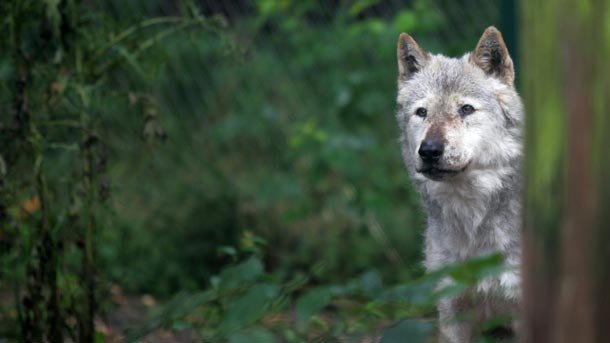 Tiempo de lobos: creencias populares sobre los lobos - FOLCLORE