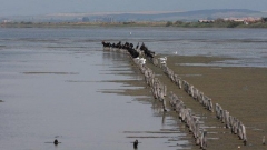 Les jeunes écologistes de l'association des Balkans verts observent les oiseaux lors des migrations - sur la photo le lac de Pomotié.