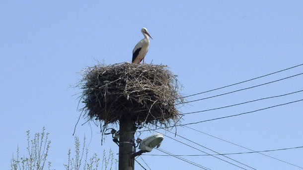 Les oiseaux et les poteaux électriques – tentative de cohabitation pacifique - Société