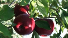 Petrovden apples