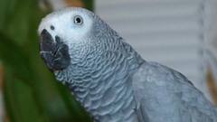 Папагалите и гарваните, както и враните, могат да използват сечива и език, и дори помнят човешки лица. 