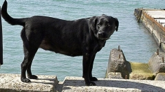 черен лабрадор кучето на Путин Кони