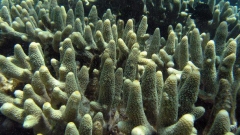 корал 