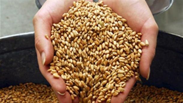 Фючърсите на пшеница в САЩ достигат в петък най-високите ценови
