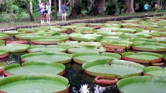 Гигантски водни лилии в Ботаническата градина Jardin de Pamplemousse в островната държава Мавриций.