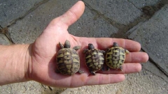 Спасителен център за сухоземни костенурки