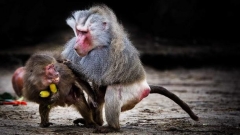 маймуни животни борба еволюция