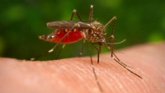 Комарите са основният преносител на западнонилската треска