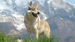 Порода чешки вълчак, от която е изчезналият Терес