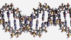 Схема на двойната спирала на ДНК структурата