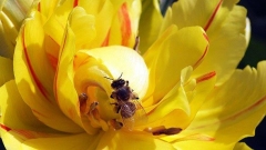 Пчелният прашец е пряк продукт на цветния прашец, който пчелите събират от цъфтящите растения.