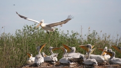 Къдроглавият пеликан – емблемата на природен резерват „Сребърна”.