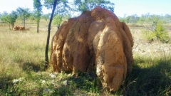 Колония на термити в Куинсланд, Австралия.