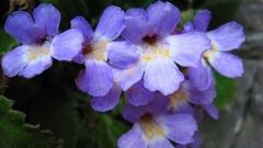 Родопски силивряк, наричан още Орфеево цвете.
