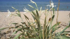 Пясъчната черноморска лилия може да се види само по южното Черноморие, около Аркутино и Иракли. Тя е застрашена от изчезване и е защитено природно растение.