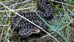 В космогонията на българина змията е символ на земята.