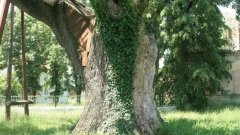 Дъбът, наричан още цер, горун или благуняк /от “благ” – сладък/ е дървото на Перун – върховния бог в славянската митология.