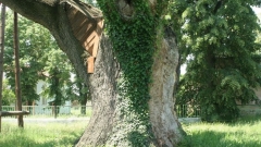 Дуб считался деревом верховного бога в славянской мифологии Перуна.