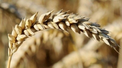 Gjatë vitit 2012 përpjekjet e Ministrisë së bujqësisë do t’i drejtohen sektorit të bujqësisë biologjike.
