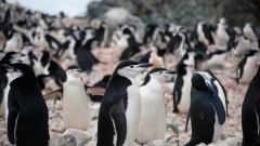 Dr. Asparuh Kamburov thotë se përjetimi në Antarktidë është ëndrra e tij e plotësuar.