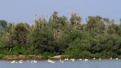 Në Bullgari shumë pyje shtrihen në rrjedhën dhe në ishujt e lumit Danub