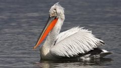 Pelikani kaçurrel