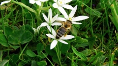 Bilinmeyen nedenlerden dolayı, dünyada arıların popülasyonu hızlı bir şeklide azaldı.