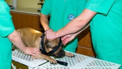 кастрация кастриране куче ветеринар